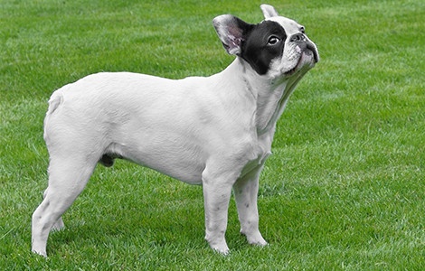 Bouledogue français