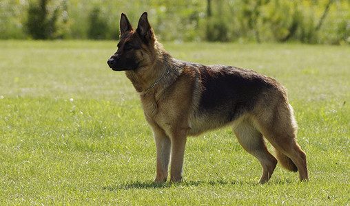 Berger allemand