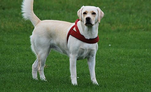 Labrador retriever