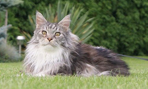 Maine Coon