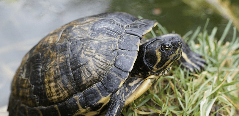 Vous voulez adopter une tortue d'eau? Quelques conseils avant de vous  lancer! - Clinique Vétérinaire de La Rivière des Pluies